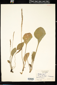 Plantago major image