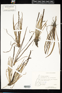 Plantago maritima image