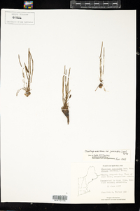 Plantago maritima var. juncoides image