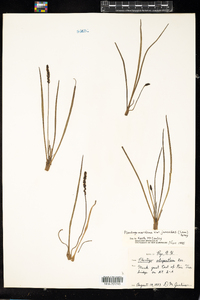 Plantago maritima var. juncoides image