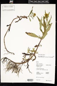 Bidens cernua image