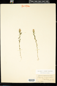 Polygala sanguinea image