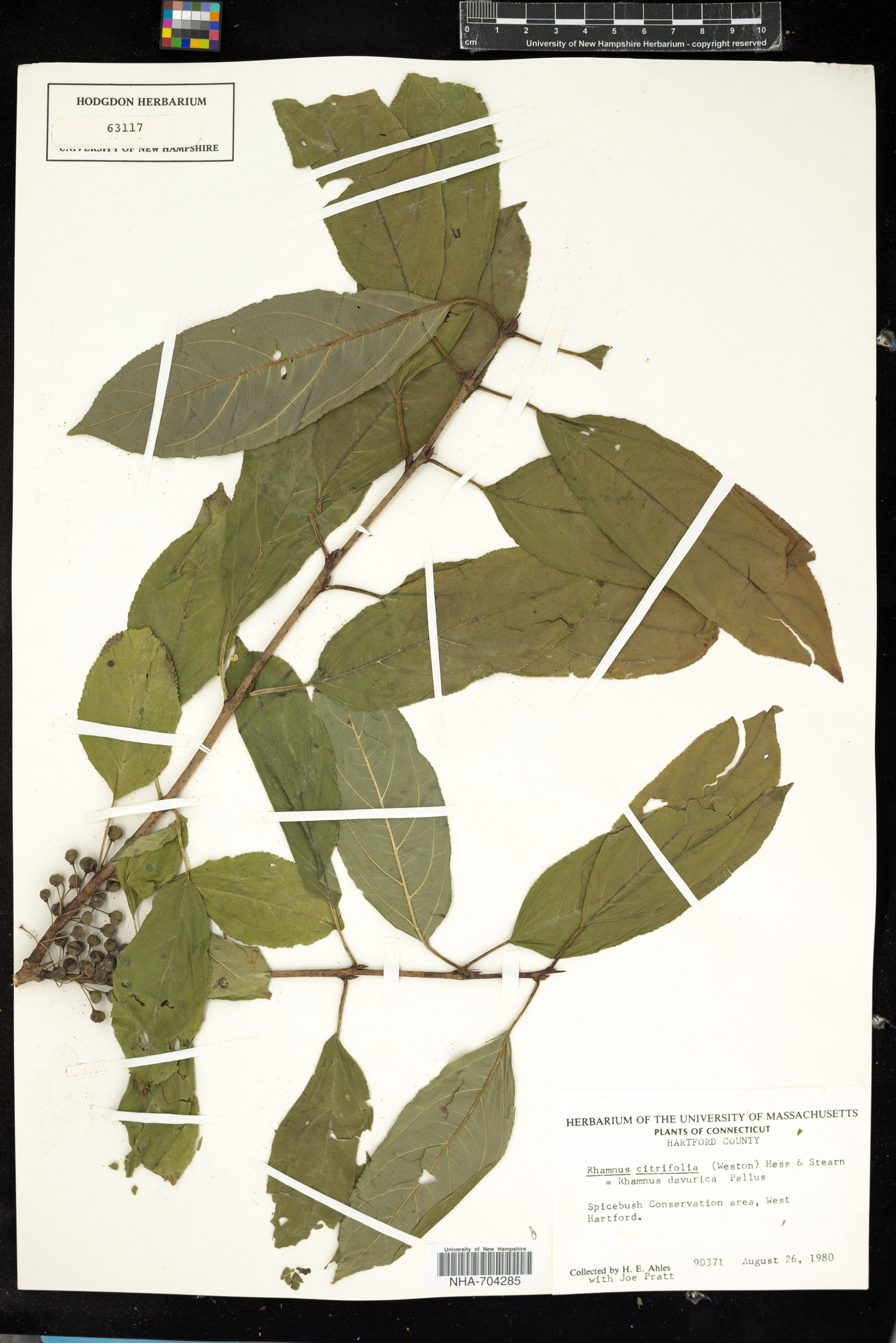 Rhamnus davurica ssp. davurica image
