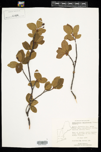 Amelanchier bartramiana image