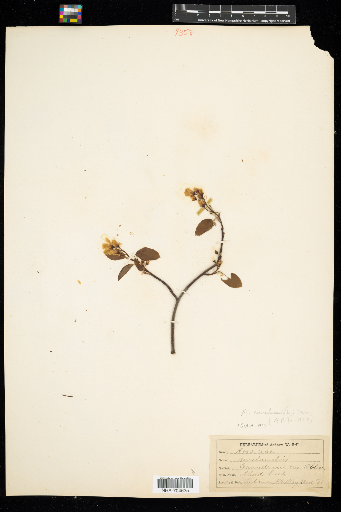 Amelanchier canadensis image