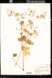 Geranium bicknellii image