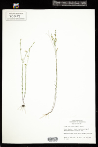 Linum arenicola image