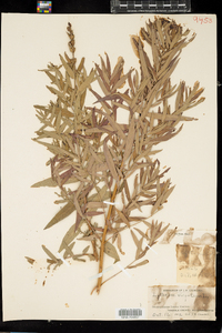 Lythrum virgatum image