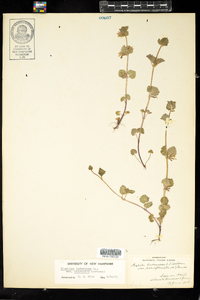 Glechoma hederacea image