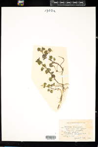 Glechoma hederacea image