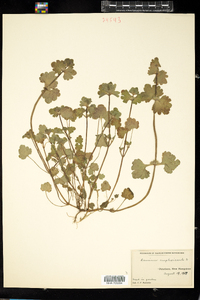 Lamium amplexicaule image