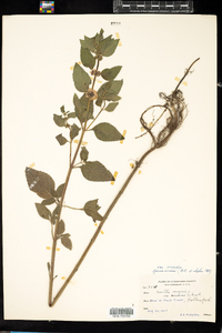 Mentha arvensis image