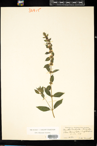 Mentha gracilis image