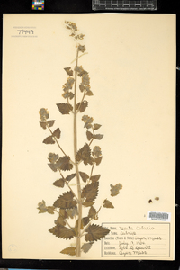 Nepeta cataria image