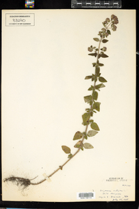 Origanum vulgare image