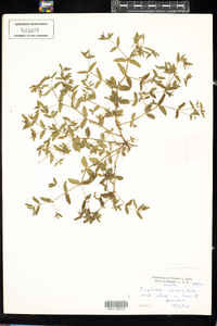 Chamaesyce vermiculata image