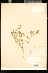 Chamaesyce vermiculata image