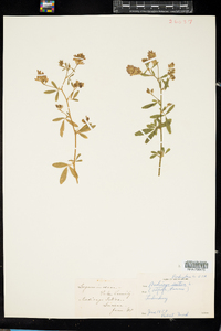 Medicago sativa image