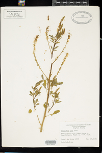 Melilotus officinalis image