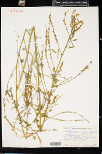 Melilotus officinalis image