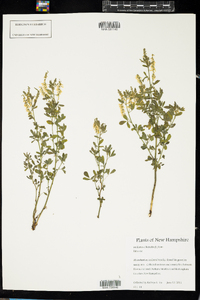 Melilotus officinalis image