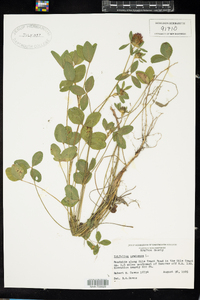 Trifolium pratense image