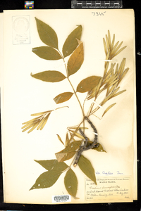 Fraxinus pennsylvanica image