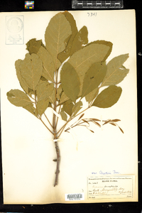 Fraxinus pennsylvanica var. austinii image