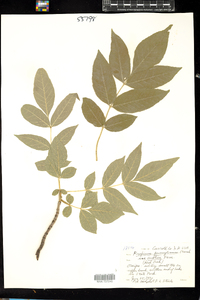 Fraxinus pennsylvanica var. austinii image