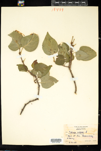 Syringa vulgaris image