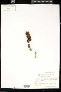 Conopholis americana image