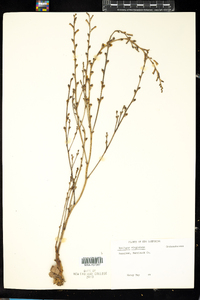 Epifagus virginiana image