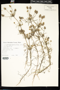 Plantago psyllium image