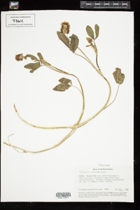 Trifolium ambiguum image