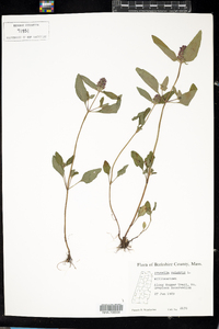 Prunella vulgaris image