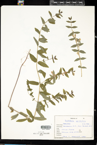 Scutellaria galericulata image