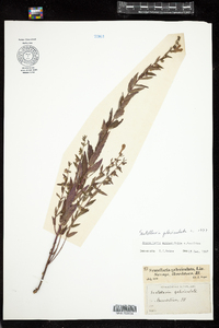 Scutellaria galericulata image