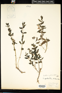 Scutellaria galericulata image