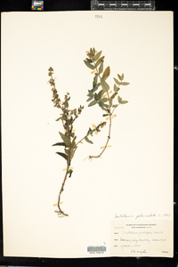 Scutellaria galericulata image