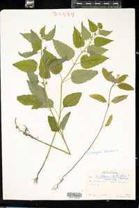 Scutellaria lateriflora image