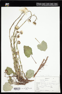 Tussilago farfara image