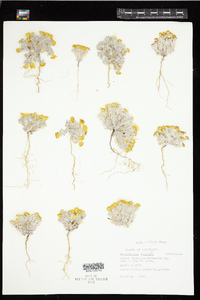 Antheropeas wallacei image