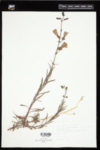 Penstemon heterophyllus image