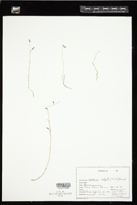 Image of Apteria aphylla