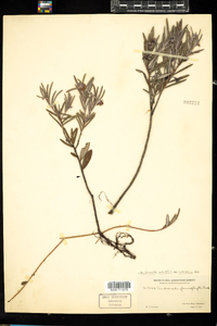 Andromeda polifolia image