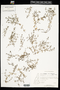 Galium trifidum ssp. halophilum image