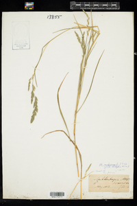 Muhlenbergia mexicana image