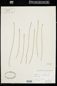 Equisetum variegatum image