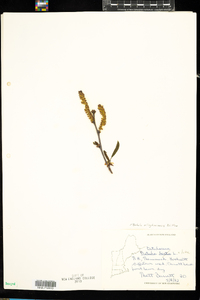 Betula alleghaniensis image