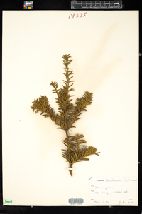 Taxus cuspidata image